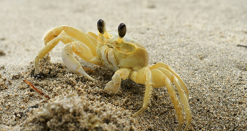 Delaware beach activities - Ghost Crab Hunting